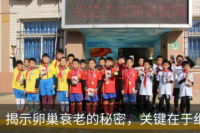 揭示卵巢衰老的秘密，关键在于细胞自清理能力